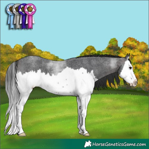 Horse Color:Brown Roan Splash