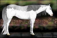 Horse Color:Brown Roan Splash 