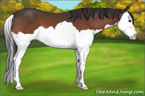 Horse Color:Bay Splash 