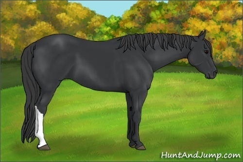 Horse Color:Black 