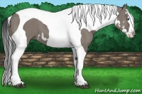Horse Color:Grullo Splash Tobiano Frame 