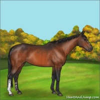 Horse Color:Brown Rabicano  and Brown 