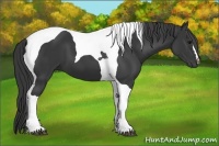 Horse Color:Black Tobiano 