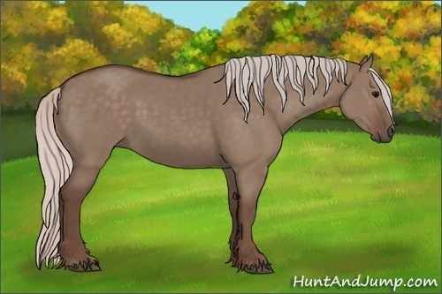 Horse Color:Silver Grullo 