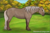 Horse Color:Silver Grullo 