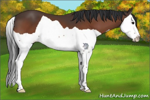 Horse Color:Bay Splash 