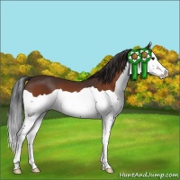 Horse Color:Bay Splash 