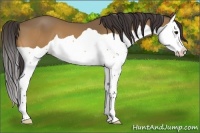 Horse Color:Buckskin Splash 