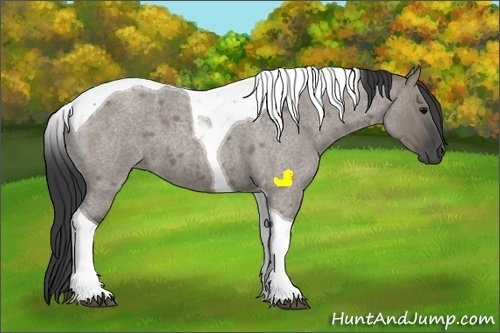 Horse Color:Grullo Roan Tobiano
