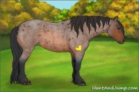 Horse Color:Bay Roan 