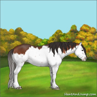 Horse Color:Bay Splash 