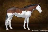 Horse Color:Bay Splash 