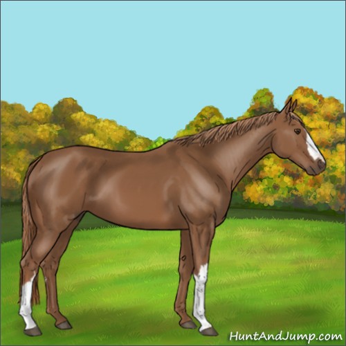 Horse Color:Chestnut 