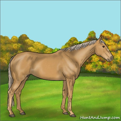 Horse Color:Palomino 