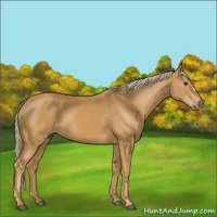 Horse Color:Palomino 