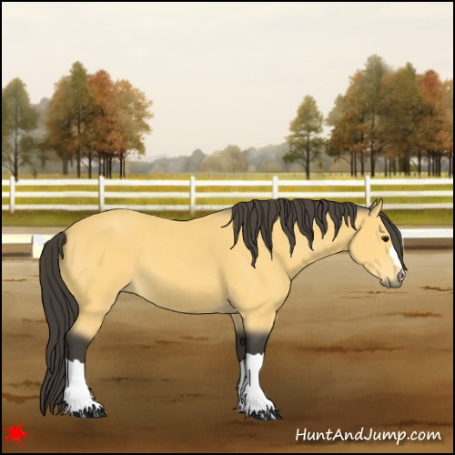 Horse Color:Buckskin 