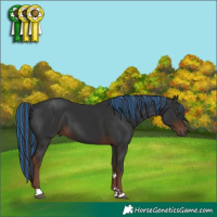 Horse Color:Painted Liver Chestnut