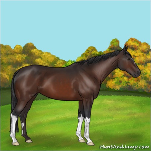 Horse Color:Brown 