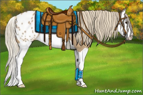 Horse Color:Chestnut Splash Appaloosa 