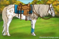 Horse Color:Chestnut Splash Appaloosa 