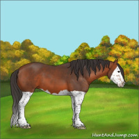Horse Color:Bay Splash 