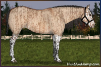 Horse Color:Bay Dun  and Bay Dun Splash 