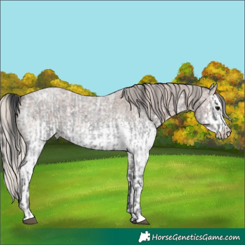 Horse Color:Blue Ice Roan and White Spotted Silver Blue Ice Roan