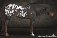 Horse Color:Liver Chestnut Sabino Appaloosa 