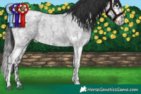 Horse Color:Blue Ice Roan and Blue Ice Roan Splash