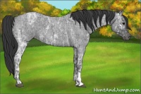 Horse Color:Blue Ice Roan  and Blue Ice Roan 