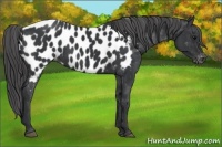 Horse Color:Black Appaloosa