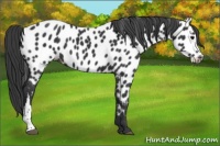 Horse Color:Black Near Leopard 