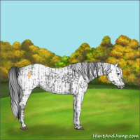 Horse Color:Blue Ice Roan and Gray Blue Ice Roan