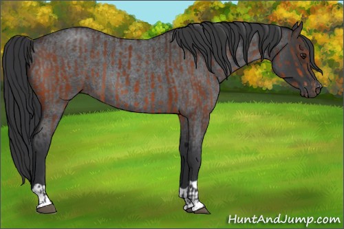 Horse Color:Brown and Blue Roan