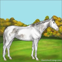 Horse Color:White Spotted Silver Black Ice Tobiano