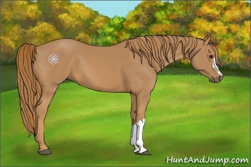 Horse Color:Chestnut 