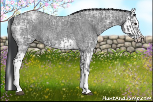 Horse Color:Blue Ice Roan  and Blue Ice Roan Splash 