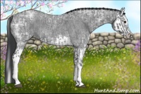 Horse Color:Blue Ice Roan  and Blue Ice Roan Splash 