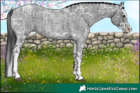 Horse Color:Blue Ice Roan and Blue Ice Roan Splash