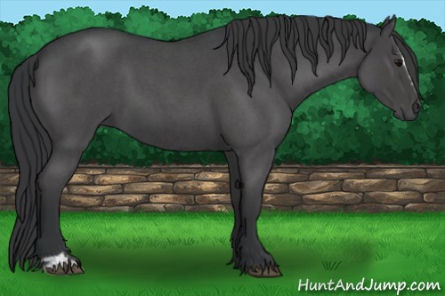 Horse Color:Blue Roan Sabino