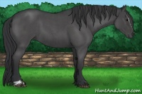 Horse Color:Blue Roan Sabino 