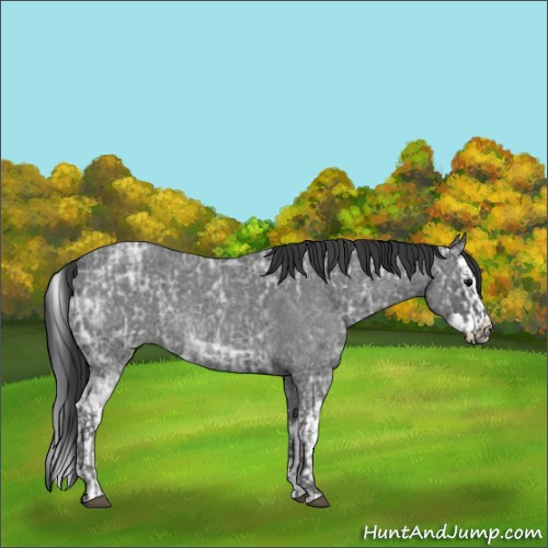 Horse Color:Blue Ice Roan  and Blue Ice Roan Splash 