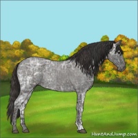 Horse Color:Blue Ice Roan and Smoky Blue Ice Roan