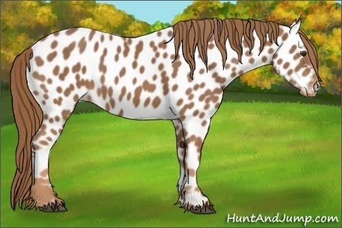 Horse Color:Chestnut Near Leopard