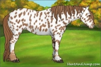 Horse Color:Chestnut Near Leopard