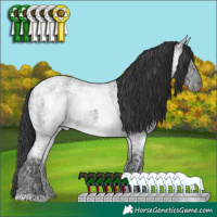 Horse Color:Blue Ice Roan  and Blue Ice Roan 