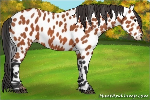 Horse Color:Bay Appaloosa 