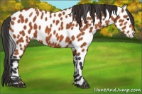 Horse Color:Bay Leopard 