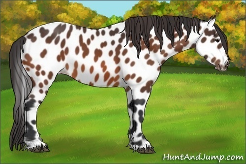 Horse Color:Bay Appaloosa 