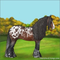Horse Color:Brown Sabino Splash Appaloosa and Brown Sabino Splash Appaloosa
